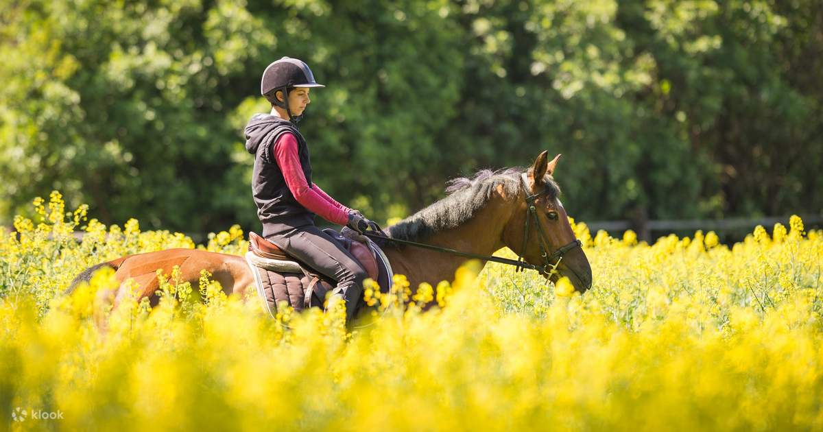 Horseback Riding Experience in Marmaris Klook
